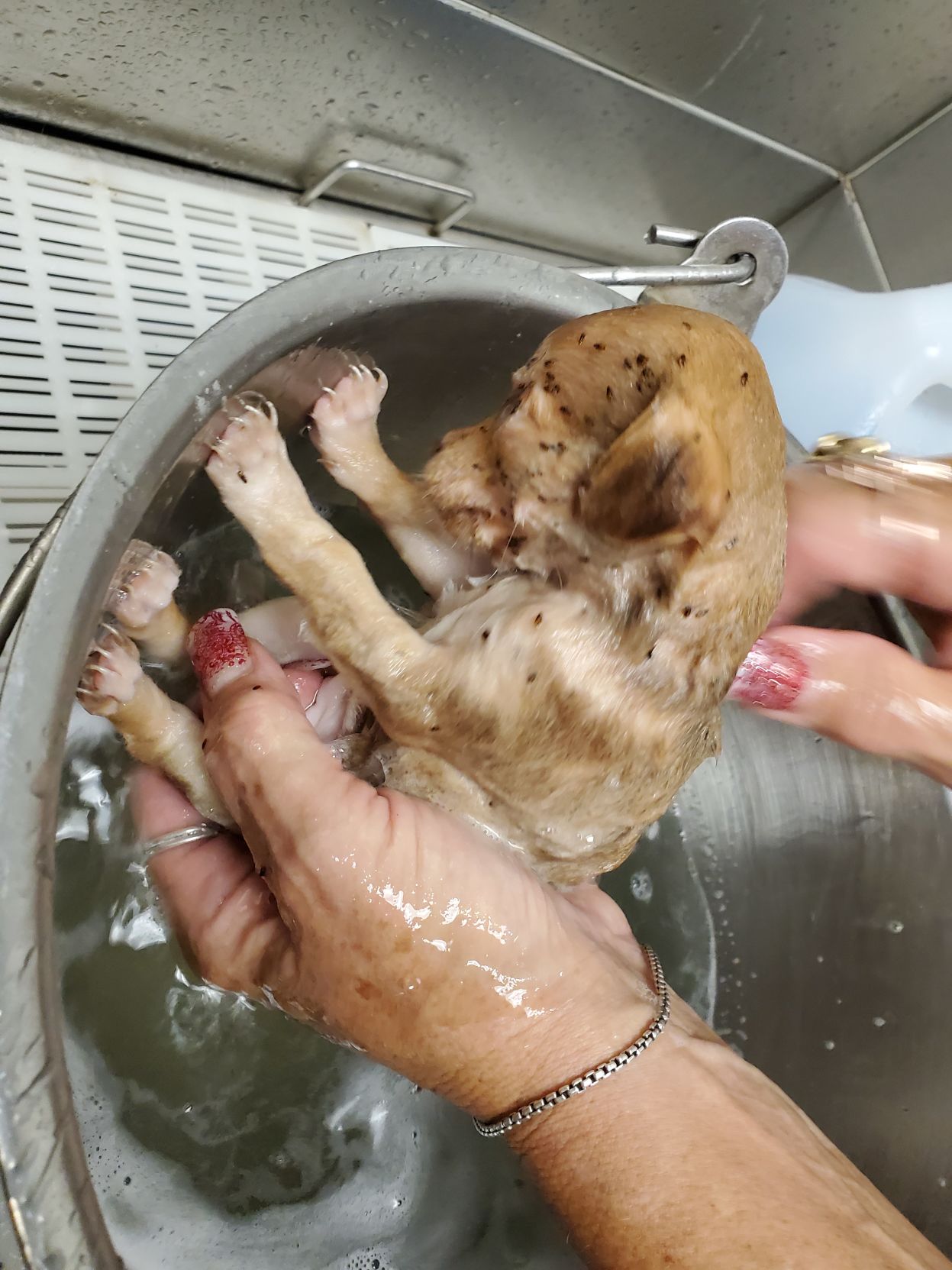 PUP FLEAS 3.jpg